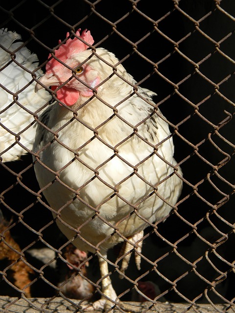 是對曼聯進 是對曼聯進